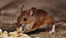 24 Hour & Emergency Exterminators in Big Laurel, KY